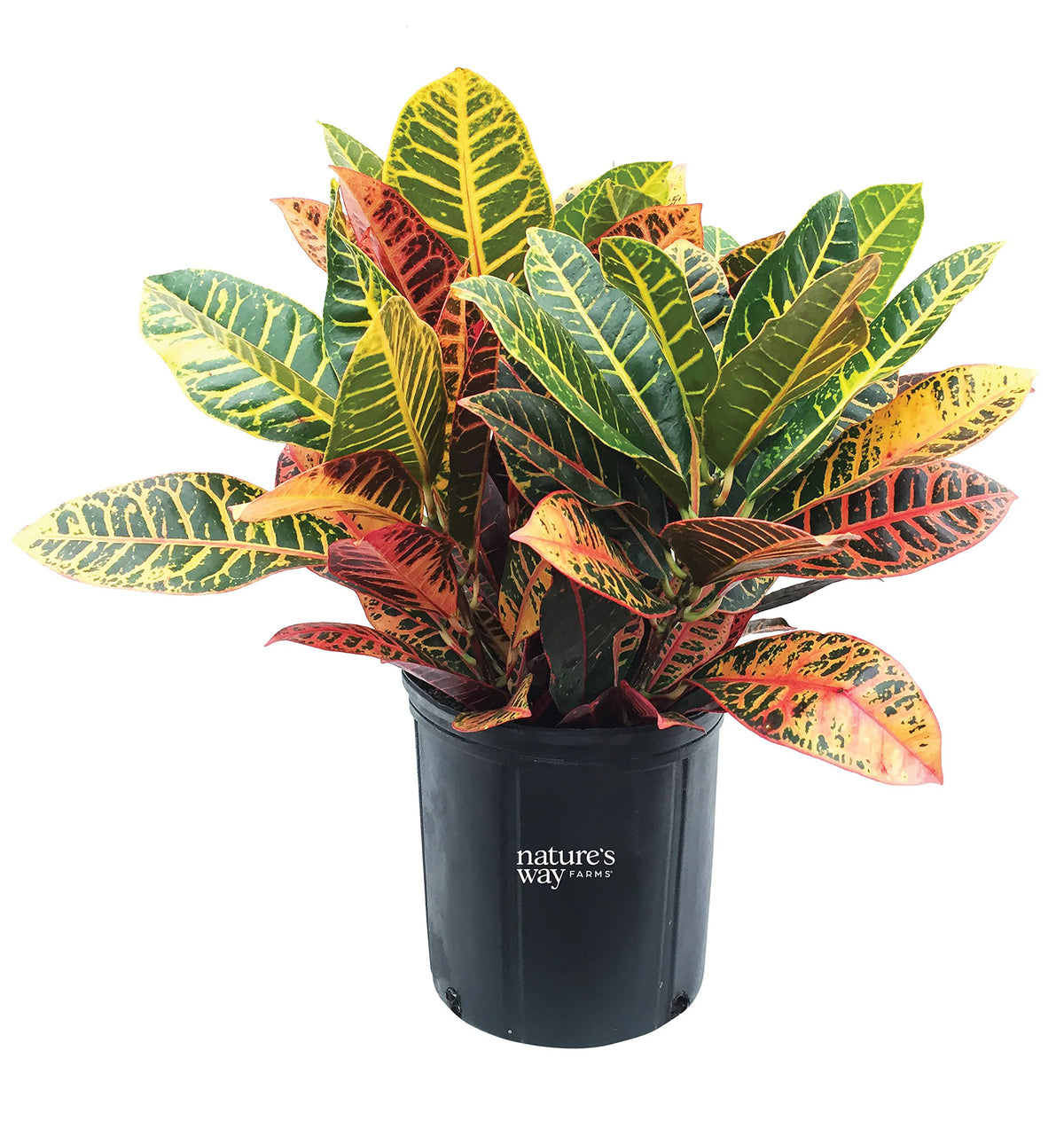 Lowe's Petra Croton in 2 - Gallon (S) Pot - Nursery