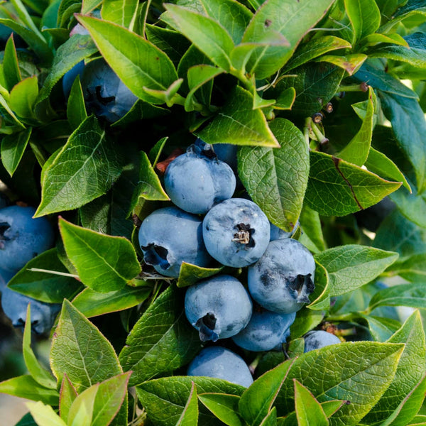 Gurney's Seed and Nursery 1 - Pack Tophat Blueberry Bare Root Plant - 63080