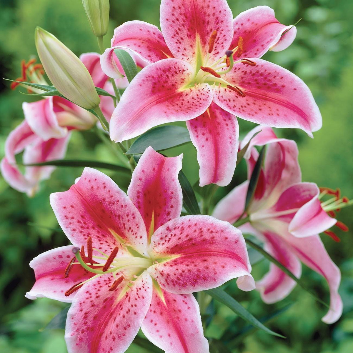 Van Zyverden Lily Stargazer Dormant Perennial Bulb Partial Sun; 3 - 6hrs Red