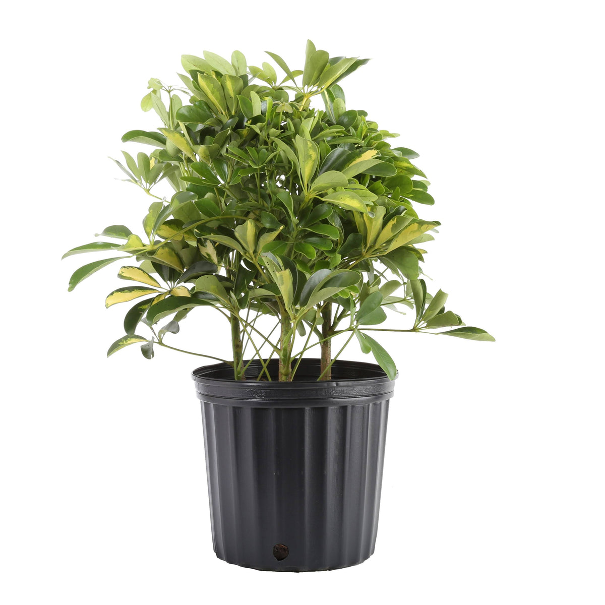 Lowe's Schefflera in 1.5 - Gallon (S) Pot - Nursery