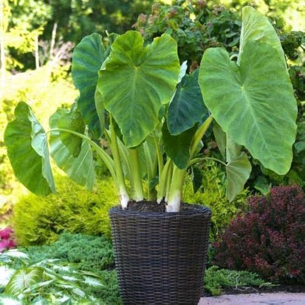 Elephant Ears (Colocasia Esculenta) 3 Bulbs by Greenhouse PCA - Bold Tropical Landscape Effect.