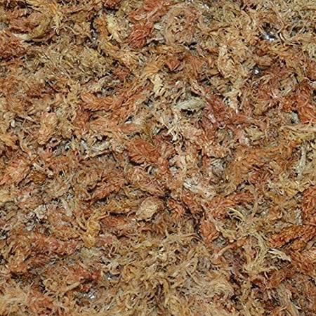 Sun Bulb Company Inc 50430 Better - Gro Sphagnum Moss, Growing Medium, 240 Grams