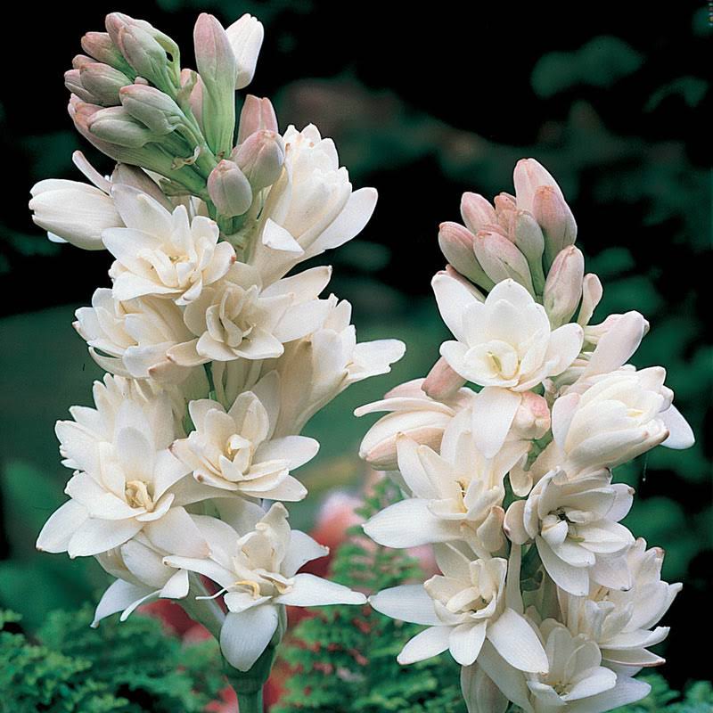 The Pearl Double Tuberose Bulb - 11 - 12 cm Bulb - Zone 3 - 10