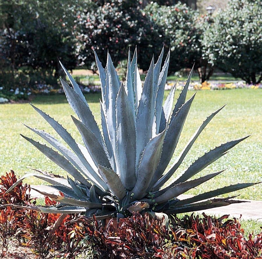 Lowe's Century Plant - Nursery