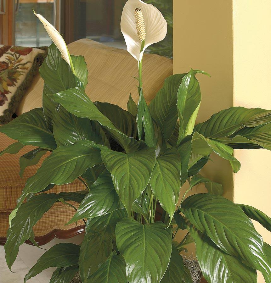 Lowe's White Peace Lily House Plant - Nursery