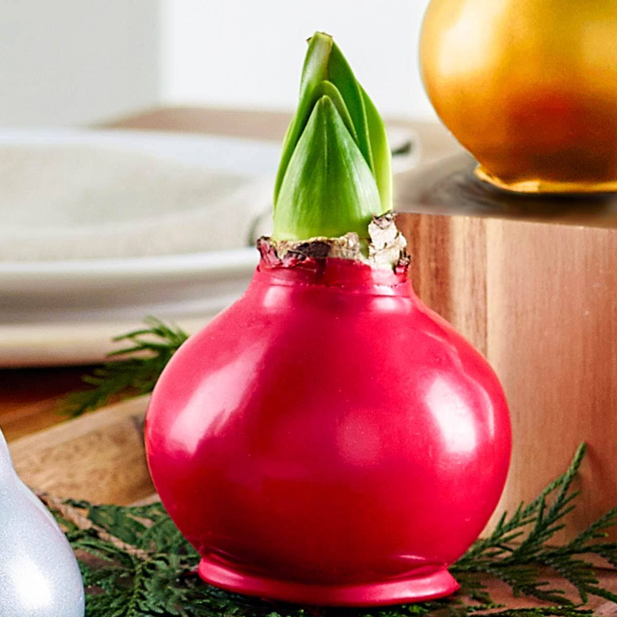 Breck's 1 - Pack Red Flowering Red Waxed Amaryllis Bulb in - 66022