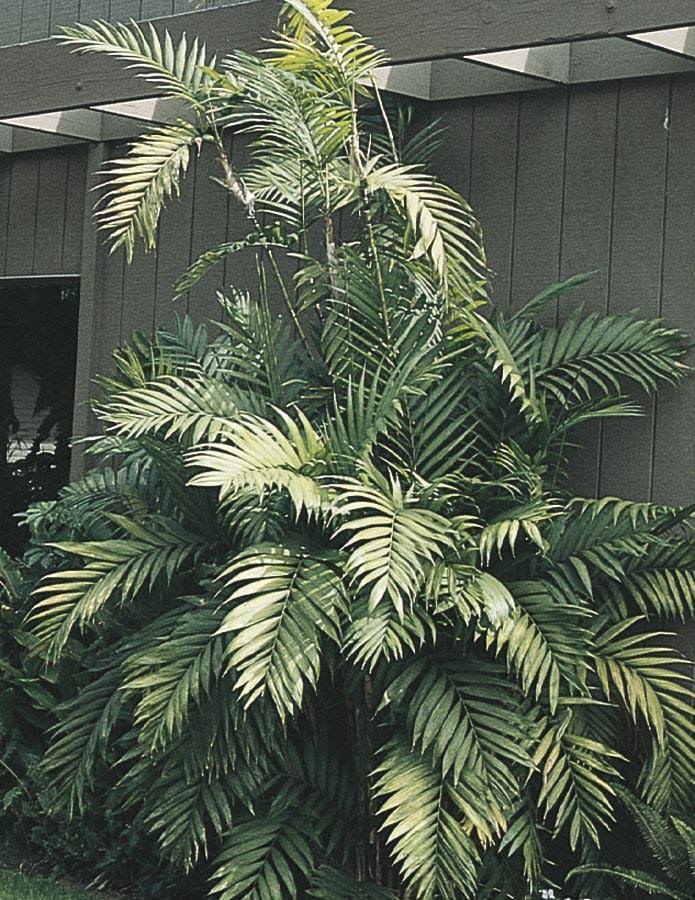 Lowe's Cat Palm in 1.75 - Gallon (S) Pot - Nursery